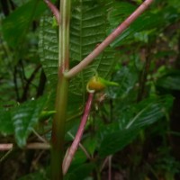 Impatiens taprobanica Hiern